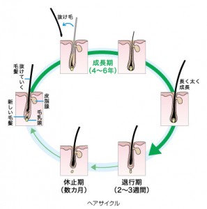 ヘアサイクル