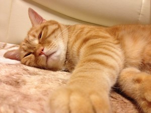 猫 眠い