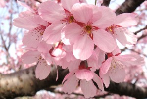 桜