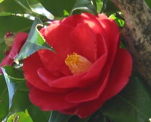 椿